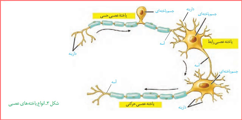 جواب فعالیت ۱ صفحه ۳ فصل اول زیست شناسی یازدهم