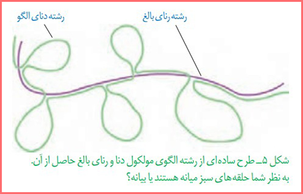 جواب سوال متن صفحه ۲۷ فصل ۲ زیست شناسی دوازدهم