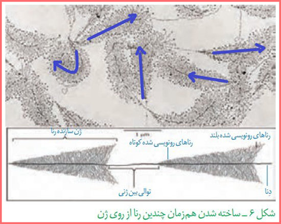 جواب سوال متن صفحه ۲۷ فصل ۲ زیست شناسی دوازدهم