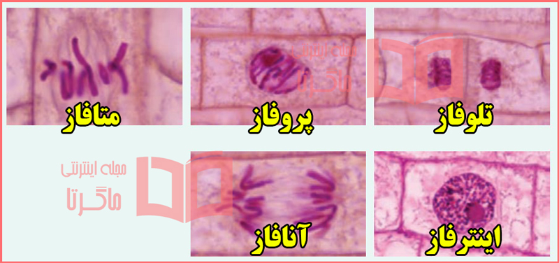 پاسخ فعالیت ۲ صفحه ۸۷ فصل ۶ زیست شناسی یازدهم