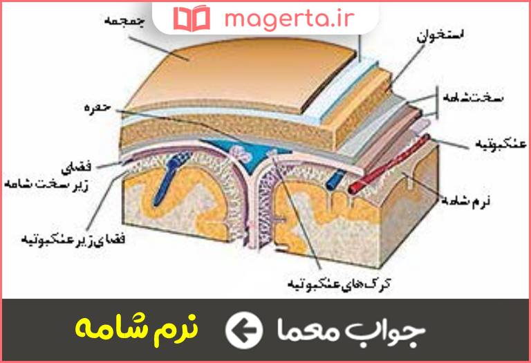 جواب معما پرده داخلی مغز در جدول