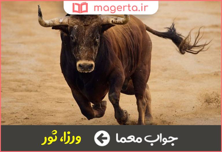 جواب معما گاو نر در جدول