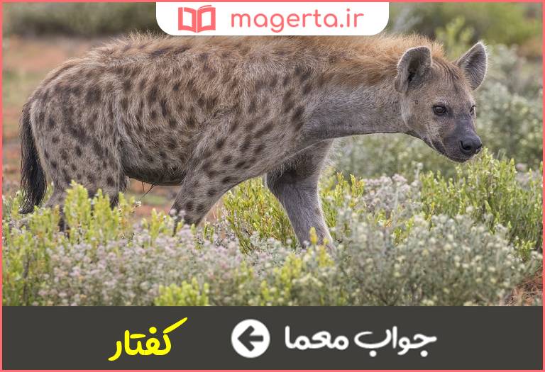 جواب معما جانور مرده خوار در جدول