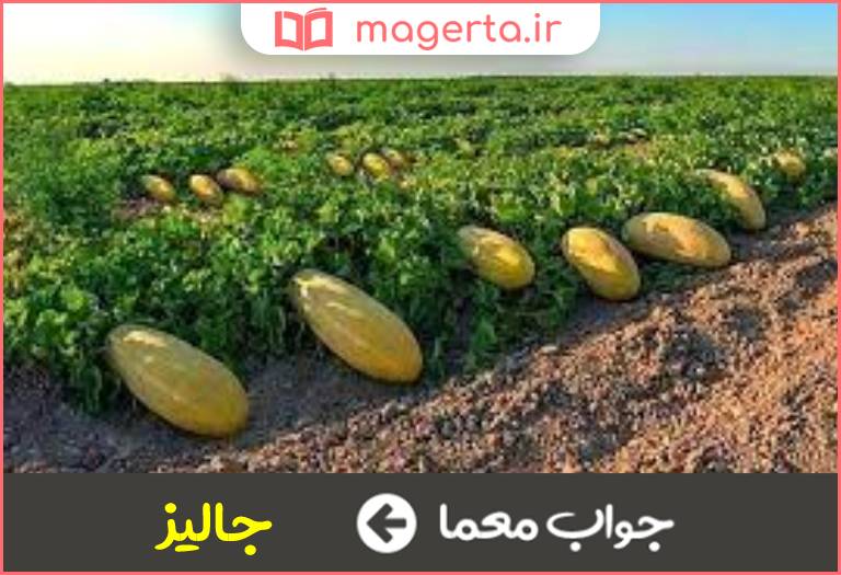 جواب معما کشتزار خربزه در جدول