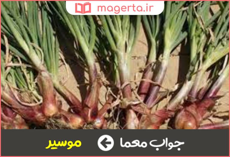 جواب معما سیر کوهی در جدول