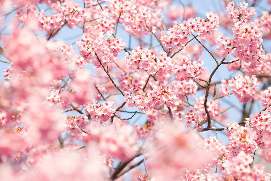 عکس فصل بهار و شکوفه