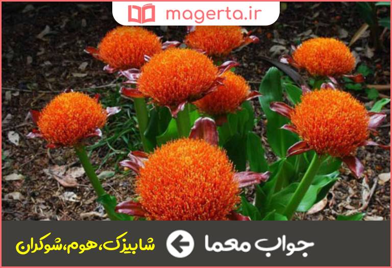 جواب معما گیاه سمی در جدول