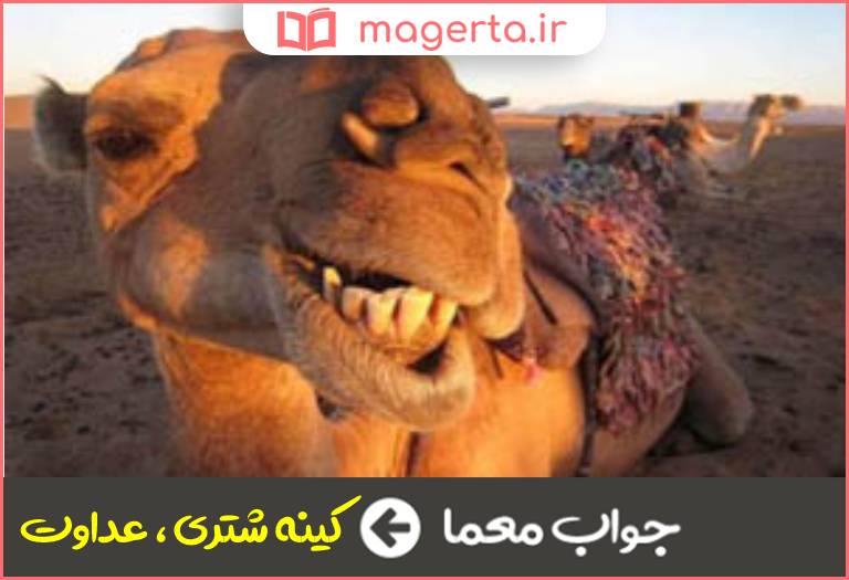 جواب معما کینه ای دیرینه که میان دو تن از روزگار پدرانشان برپاست در جدول