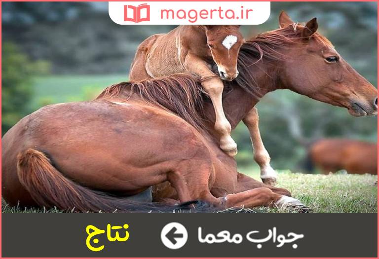 جواب معما بچه چهارپایان در جدول