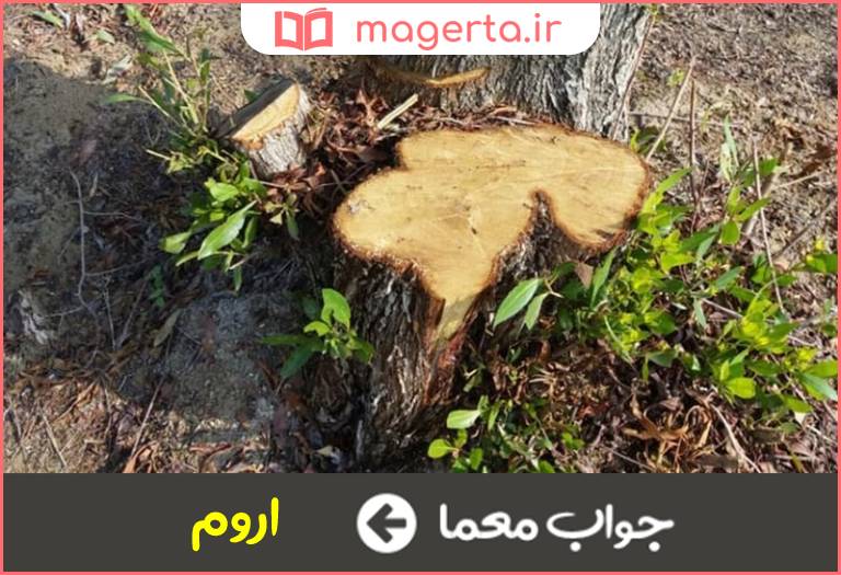 جواب معما بن درخت در جدول