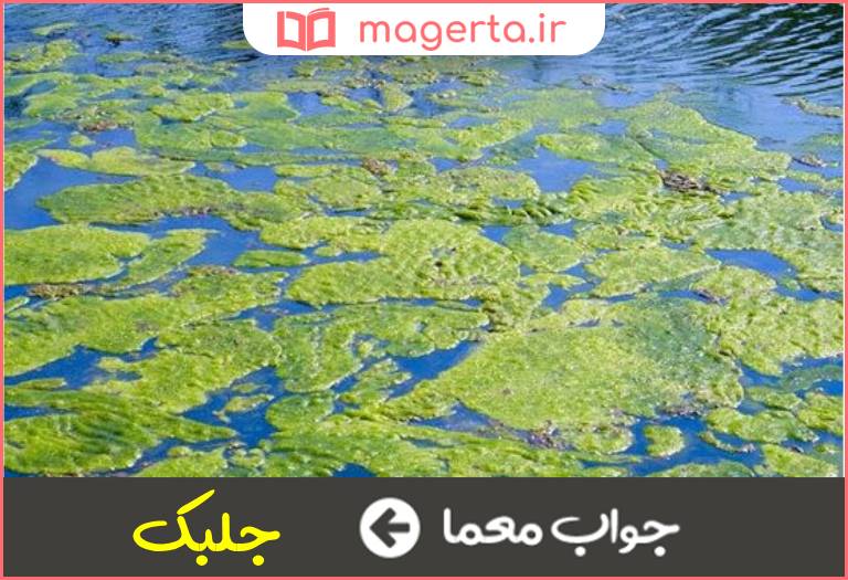 جواب معما رستنی بی ریشه و برگ در جدول