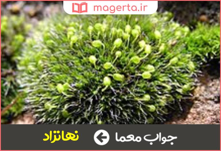 جواب معما گیاهان بی ریشه و برگ در جدول