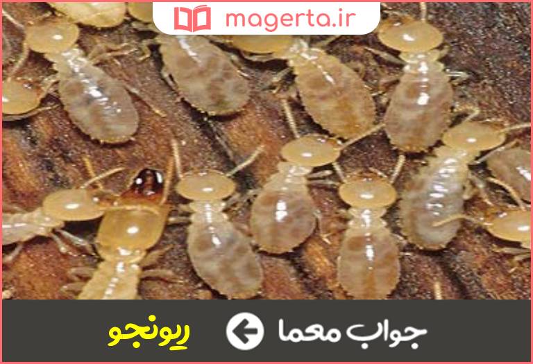 جواب معما موریانه در جدول