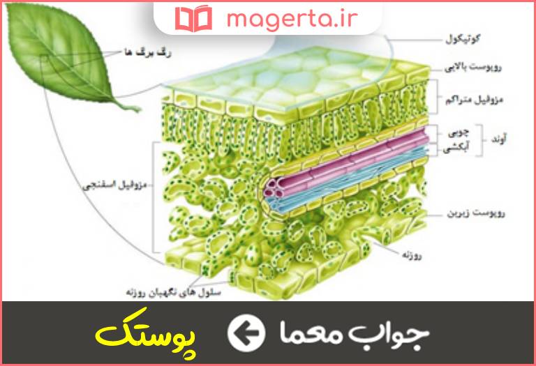جواب معما لایه مومی روی برگ و بخشهای گیاه در جدول