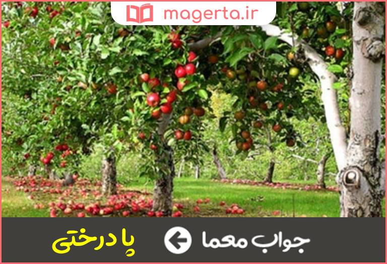 جواب معما میوه زمین افتاده در جدول