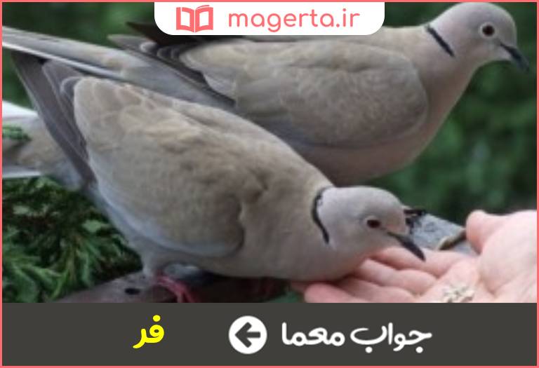 جواب معما بزرگی و مجد در جدول