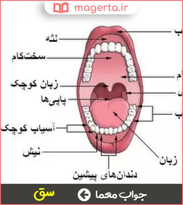 جواب معما کام در جدول