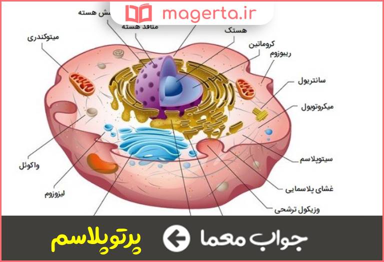 جواب معما جزیی از سلول در جدول