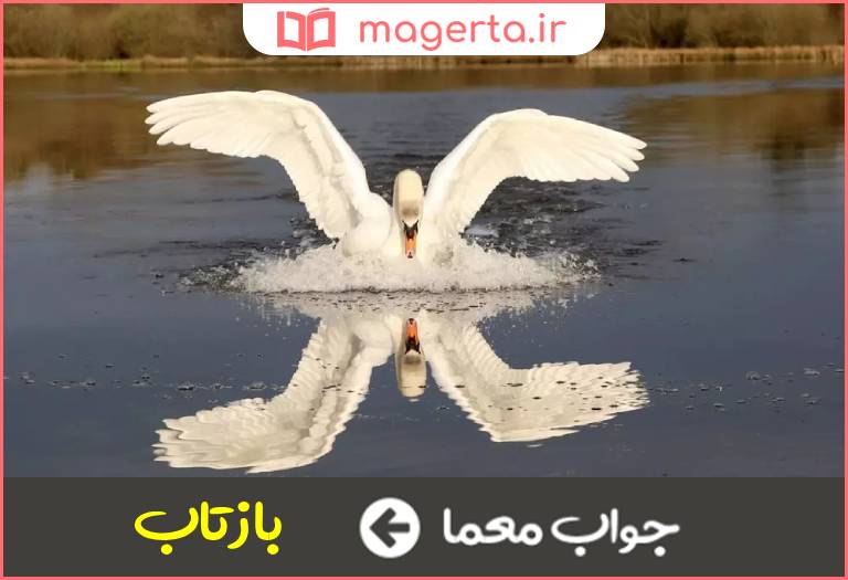 جواب معما انعکاس در جدول