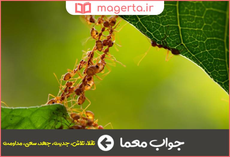 جواب معما کوشش در جدول