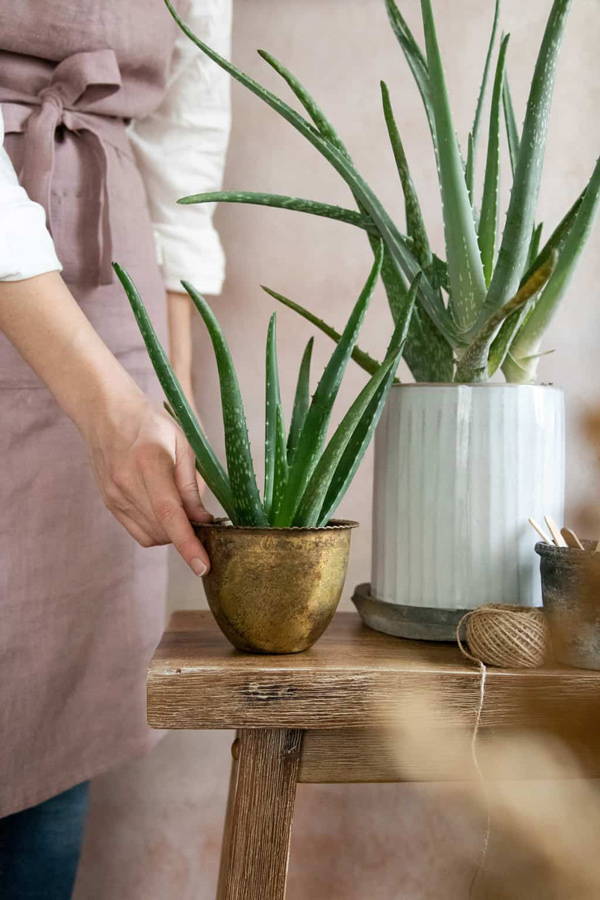 نکات مهم برای نگهداری آلوئه ورا