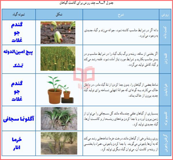 حل پودمان ۱۰ کاروفناوری هفتم درس پرورش و نگه داری گیاهان