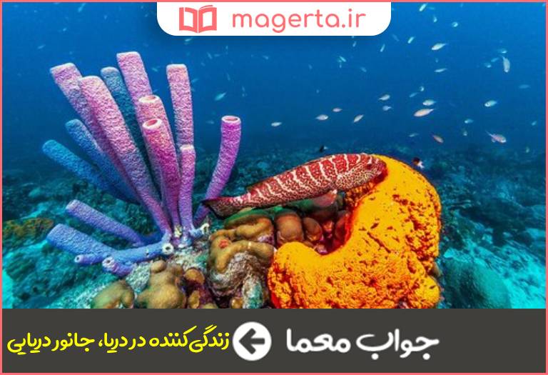 جواب معما دریازی در جدول