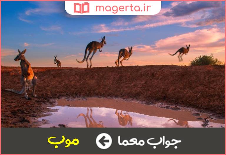 جواب معما گروه کانگوروها در جدول