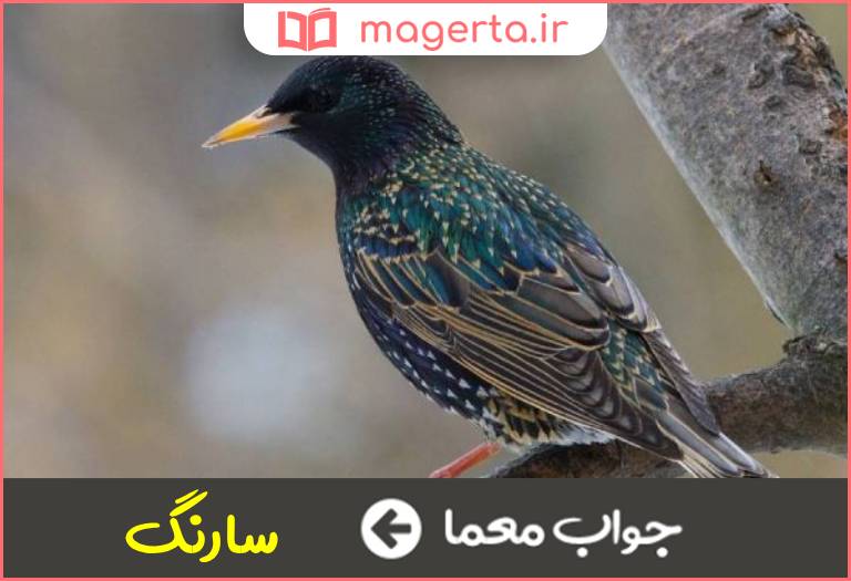 جواب معما پرنده ای شبیه سار در جدول