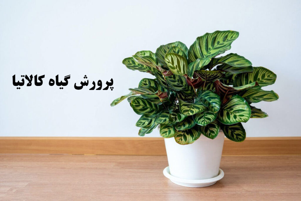 پرورش گیاه کالاتیا