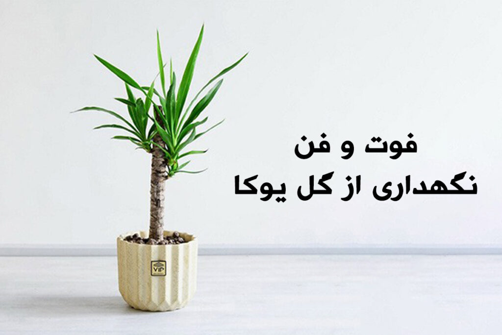 روش نگهداری از گل یوکا