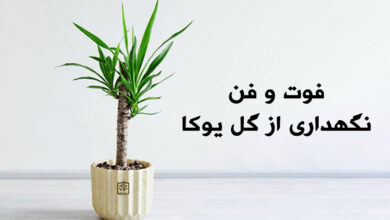 روش نگهداری از گل یوکا