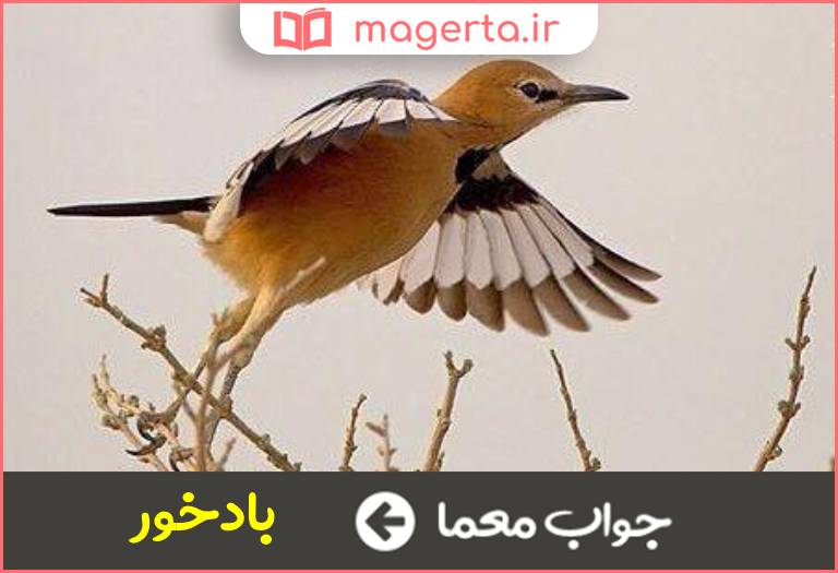 جواب معما نام پرنده ای در جدول