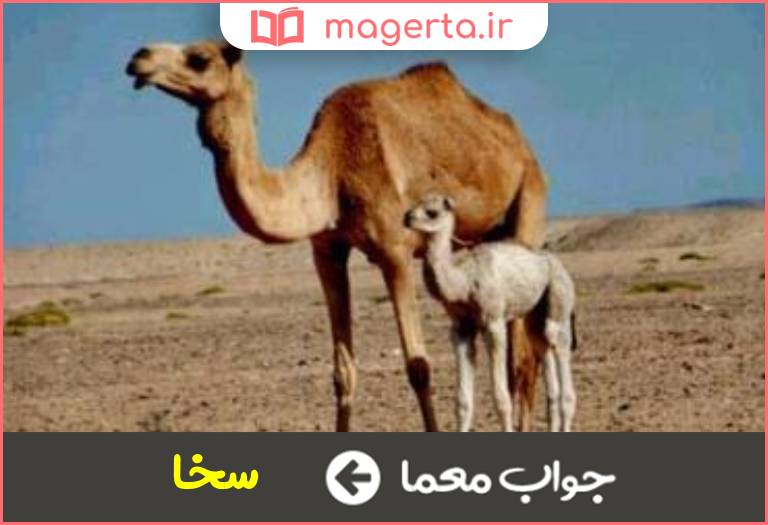 جواب معما بچه شتر در جدول