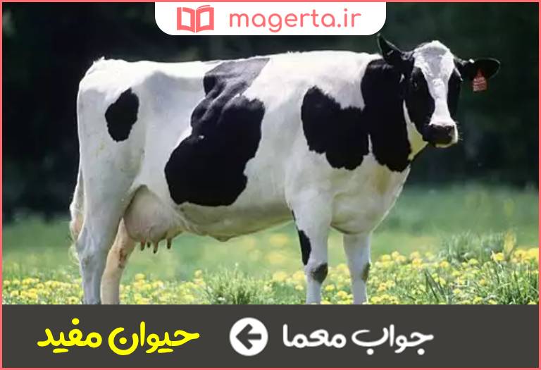 جواب معما گاو در جدول