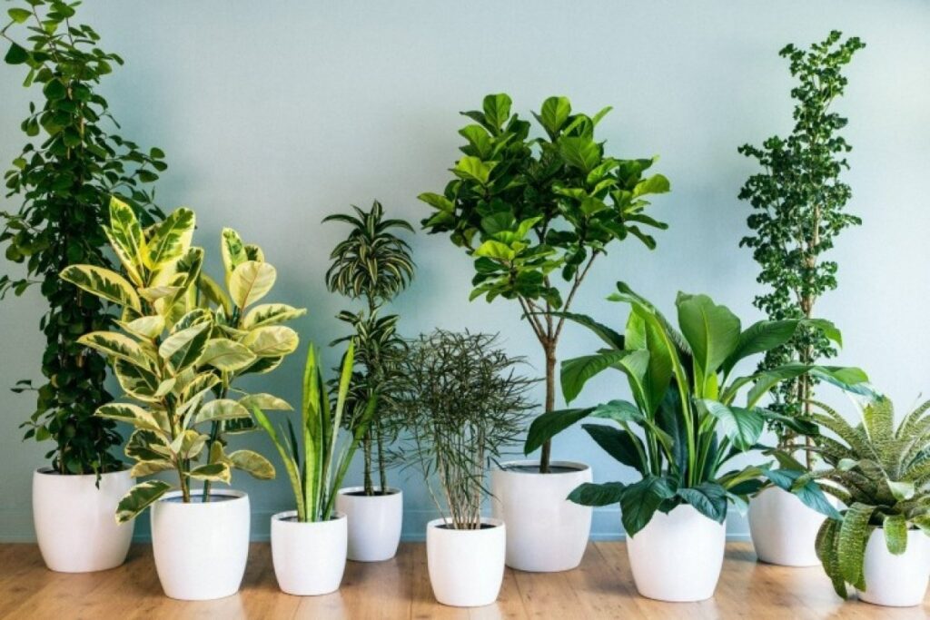 ۶ گیاه آپارتمانی که با نور کم به راحتی رشد می کنند