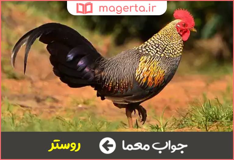 جواب معما خروس به انگلیسی در جدول