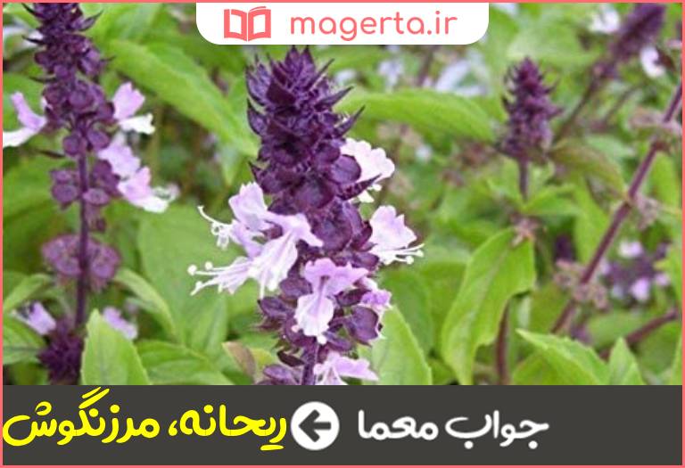 جواب معما گیاهی خوشبو در جدول