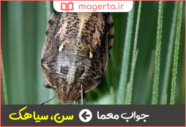 جواب معما آفتی در گندم در جدول
