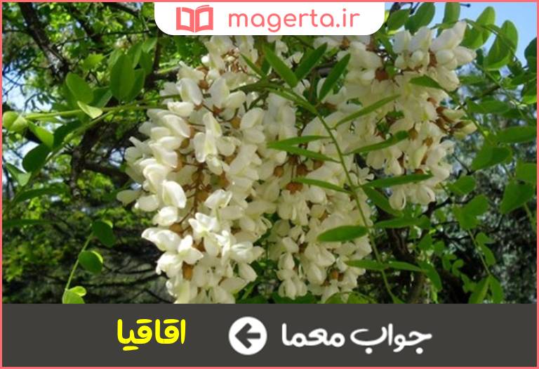 جواب معما گل خوشه ای معطر در جدول