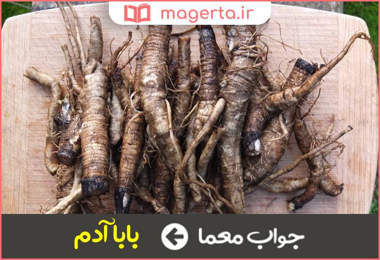 جواب معما گیاهی علفی و دارویی در جدول