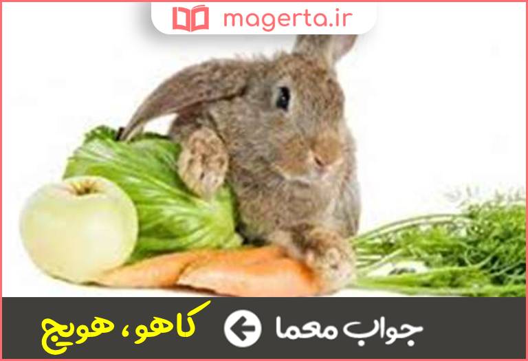 جواب معما خرگوش عاشق این سبزیجات است در جدول