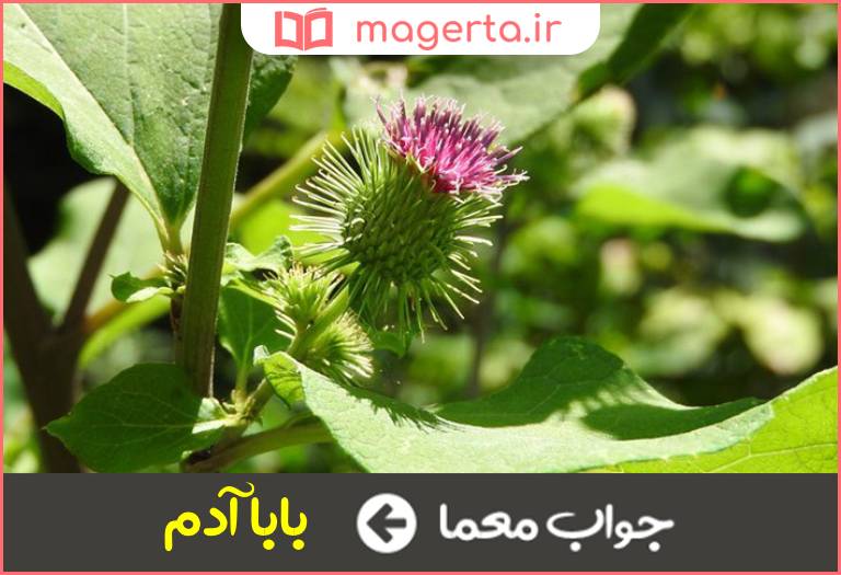 جواب معما گیاه دارویی علفی دو ساله در جدول