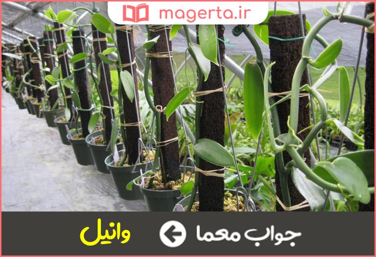 جواب معما گیاهی خزنده دارای ساقه دراز در جدول