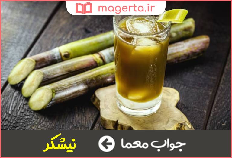 جواب معما گیاهی با ساقه ضخیم و بندبند در جدول
