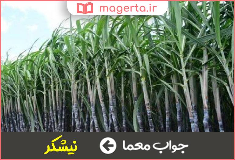 جواب معما گیاهی با ساقه ضخیم در جدول