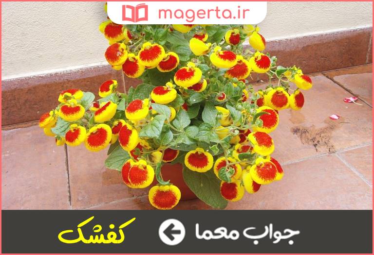 جواب معما گیاهی یکساله و گلدار در جدول