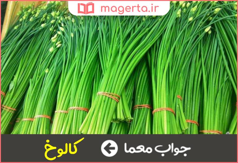 جواب معما گیاه تره در جدول