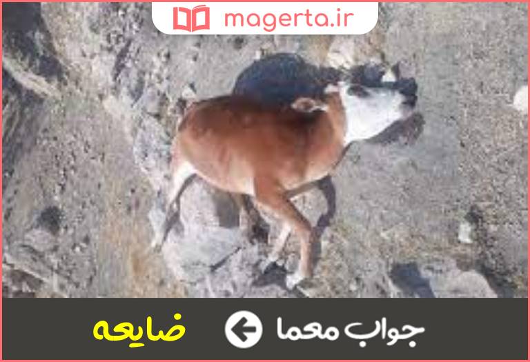 جواب معما تلف شده وازبین رفته در جدول