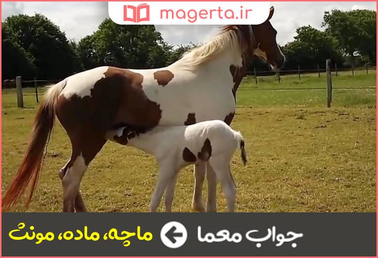 جواب معما مادینه در جدول